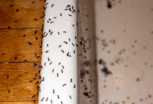 Best Pest Control Near Me in West Ishpeming, MI