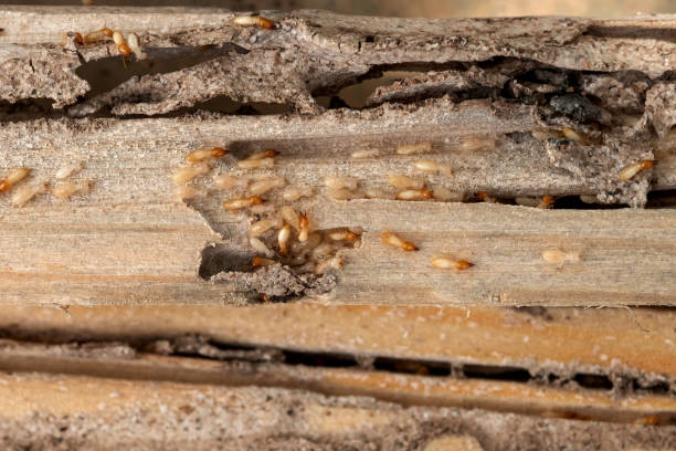 Best Best Pest Control Near Me  in West Ishpeng, MI